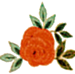 Just rose with transparent background2